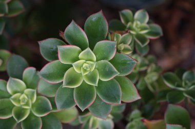 yeşil taş gül, ev dekorasyon arka planlar reklam duvar kağıdı, Sevgililer sevgilisi yaz sezonu huzurlu grup