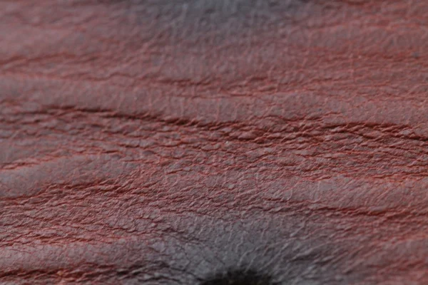 Rode dierlijke bruinleren — Stockfoto