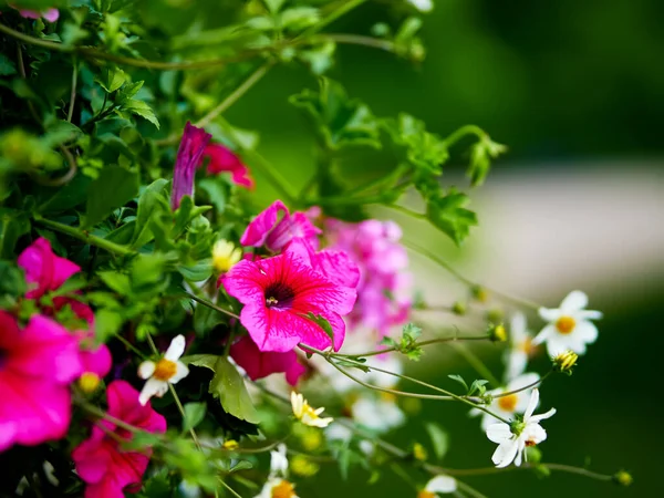 Petuniaハイブリッドは早春に咲き 背景に装飾的なデイジーがあります — ストック写真