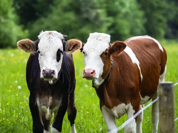 Two Young Cows Graze Alpine Meadows Flies Muzzles Cows — Stock Photo, Image