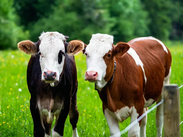 Dvě Mladé Krávy Pasou Alpské Louce Tlamě Krav Jsou Mouchy Royalty Free Stock Obrázky