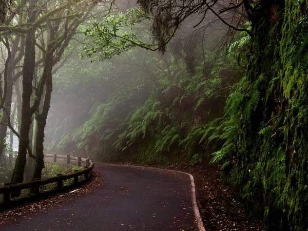 Büyülü Orman Parkı Anaga Yolu, Tenerife