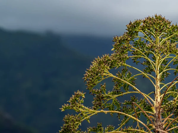 Amerikan Agava çiçekleri. Yüzyıl bitkisi, Maguey, veya Amerikan aloe (Agave americana). 