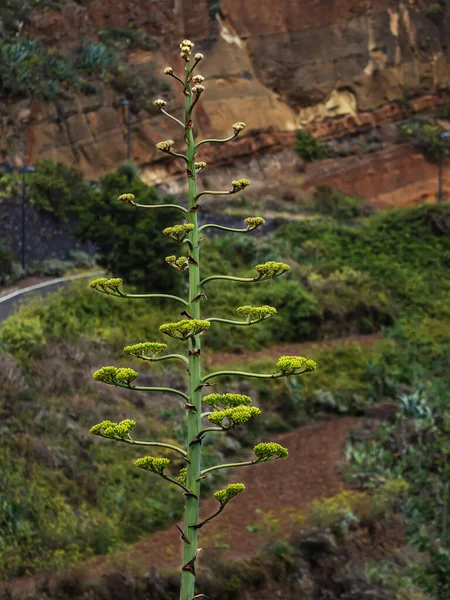 Amerikan Agava çiçekleri. Yüzyıl bitkisi, Maguey, veya Amerikan aloe (Agave americana). 