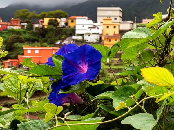 Okyanus Mavisi sabah çiçeği mavi mor renkli, mavi şafak (Ipomoea indica). 