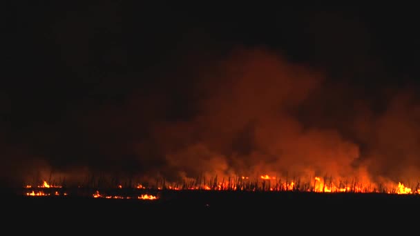 Вночі вогню в області. Суха трава спалювання. — стокове відео