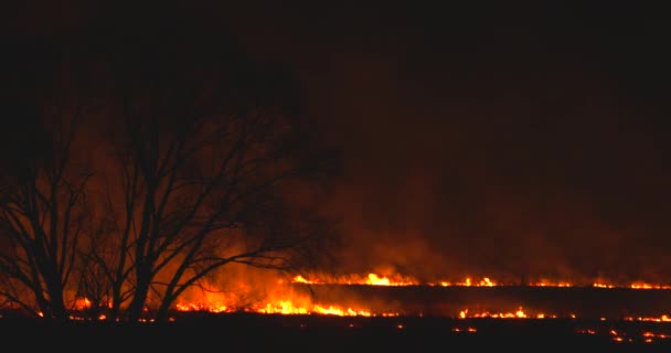 Панорама. Ночной огонь в поле. Сухая трава горит вокруг большого дерева — стоковое видео