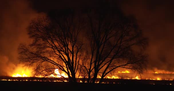 Feu nocturne sur le terrain. Herbe sèche brûlant autour du grand arbre. Image incroyable — Video