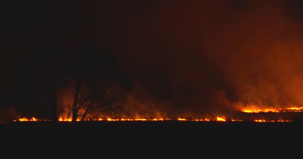 Panoramy. Nocny pożar w polu. Suche palenie trawy wokół wielkie drzewo — Wideo stockowe