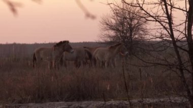 Yeme Przewalski'nın vahşi atlar yabancılaşma Chernobyl bölgede grass Kuru