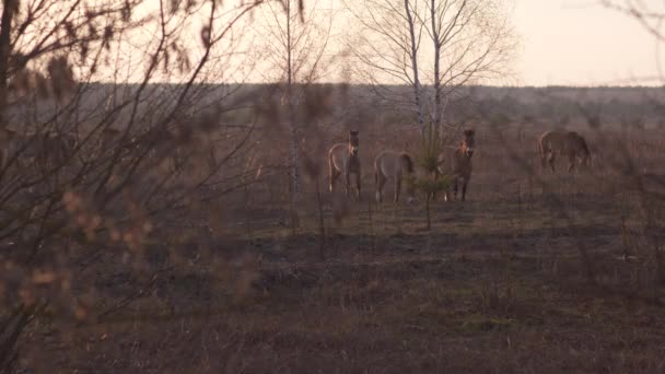 Divocí koně Převalského jíst suché trávy v černobylské zóně odcizení — Stock video