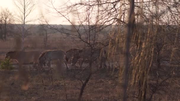 Caballos salvajes de Przewalski comiendo hierba seca en la zona de alienación de Chernobyl — Vídeo de stock