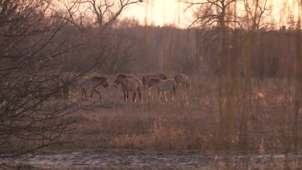 Chevaux sauvages de Przewalski mangeant de l'herbe sèche dans la zone d'aliénation de Tchernobyl 