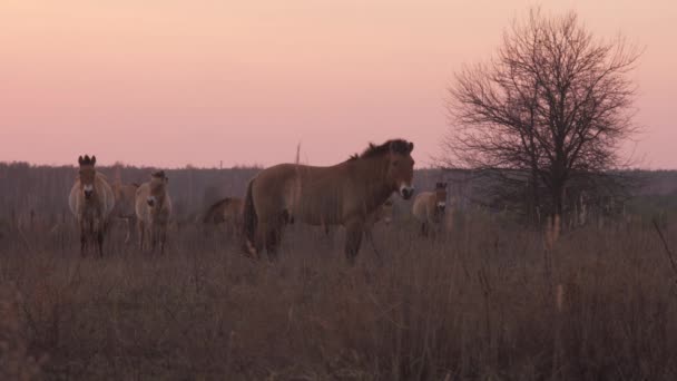 Caballos salvajes de Przewalski comiendo hierba seca en la zona de alienación de Chernobyl — Vídeos de Stock