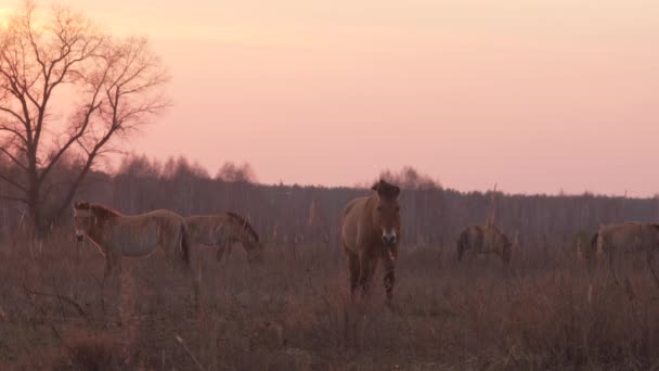 Cavalos selvagens de Przewalski comendo grama seca na zona de alienação de Chernobyl — Vídeo de Stock