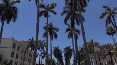 West Palm plajındaki kraliyet palmiye sokağında pürüzsüz kamera hareketi. ABD, Florida, 5 Mayıs 2017