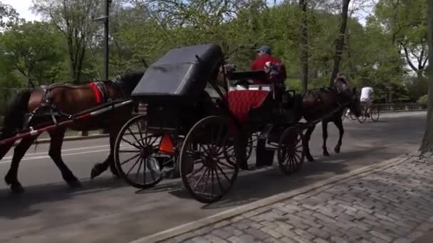 Marcher dans le Central Park de New York.Vidéo avec caméra stabilisée. New York, États-Unis, le 11 mai 2016 — Video