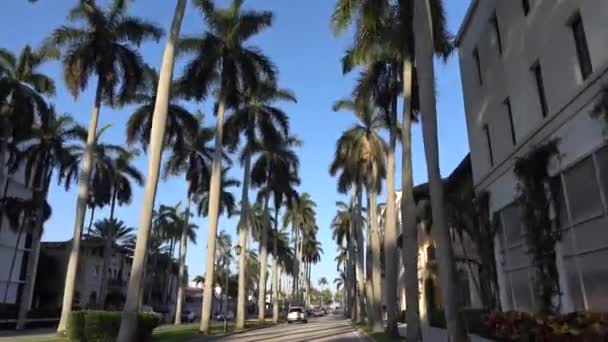 Camera Movement through the royal palm alley at West Palm Beach, Florida. США, Палм-Бич, 3 мая 2017 — стоковое видео