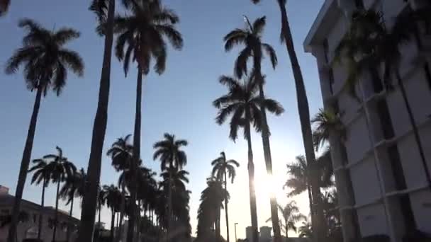 Camera Movement through the royal palm alley at West Palm beach, Florida — Stock Video