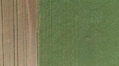 Doğanın geometrisi. Hava görüntüsü. Yeşil ve sarı alan arasındaki karşıtlık sınırı.
