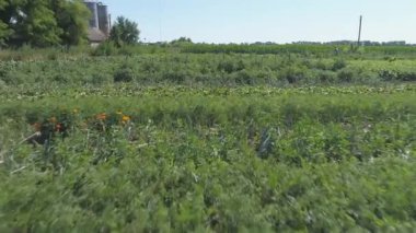 Gündüz sebze çiftliğindeki yeşil bitkilerin hava görüntüsü 