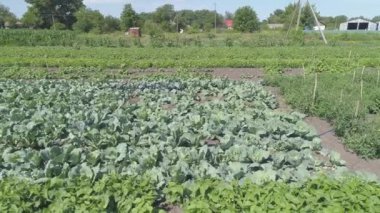 Gündüz sebze çiftliğindeki yeşil bitkilerin hava görüntüsü 