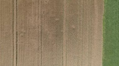 Doğanın geometrisi. Hava görüntüsü. Yeşil ve sarı alan arasındaki karşıtlık sınırı.