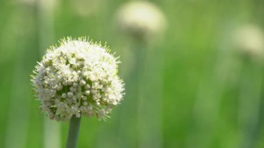 Sebze çiftliğindeki yeşil bitkilerin kapatılması