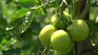 Sebze çiftliğindeki bitkilerdeki yeşil domateslere yakın çekim