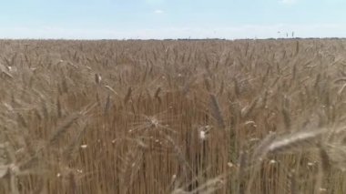 İnsansız hava aracı görüntüleri. Kuru altın buğday tarlalarının üzerinde uçuyor.