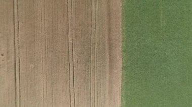 Doğanın geometrisi. Hava görüntüsü. Yeşil ve sarı alan arasındaki karşıtlık sınırı.