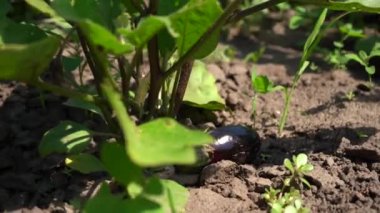 Sebze çiftliğindeki fabrikada patlıcan yakın plan.