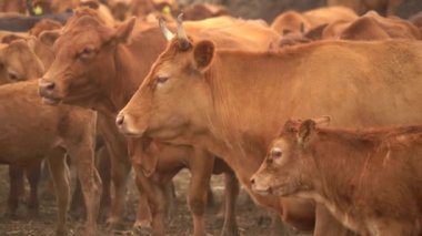 Kahverengi limuzin ineklerinin çiftlikteki yavaş görüntüleri.