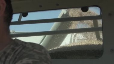 Ukrayna, Kyiv bölgesi, 13 Ağustos 2020. Tarım işi. Sürücü, hasatçının kabininde..