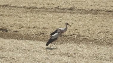Buğday hasadından sonra tarlada yemek arayan iki leyleğin yavaş görüntüleri.