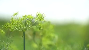 Sebze çiftliğindeki yeşil bitkilerin kapatılması