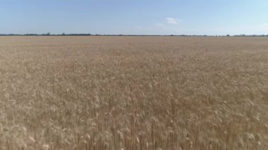 İnsansız hava aracı görüntüleri. Kuru altın buğday tarlalarının üzerinde uçuyor.
