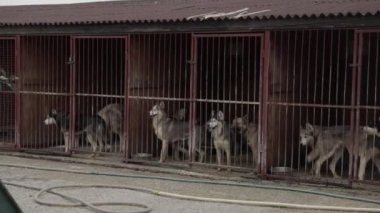 Çitin arkasındaki evsizler barınağında. Köpekler evlat edinilmeyi bekliyor.