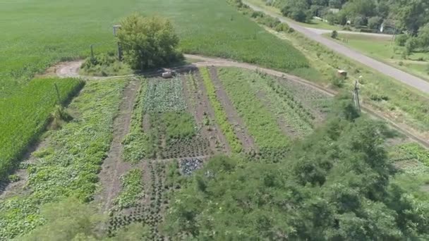 Vista Aérea Las Plantas Verdes Granja Verduras Durante Día — Vídeo de stock