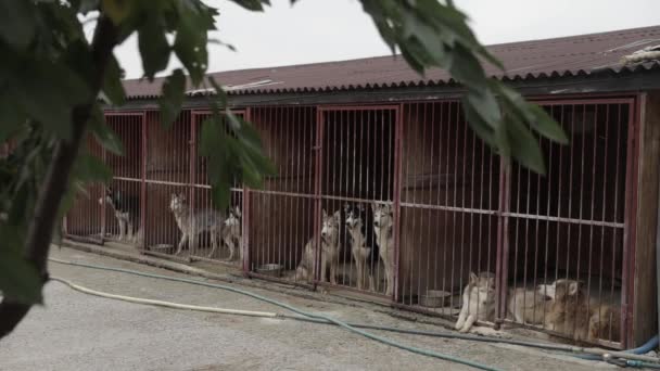 Bezdomne Psy Schronisku Płotem Psy Oczekujące Adopcję Nowym Domu — Wideo stockowe