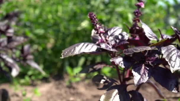 Gros Plan Des Plantes Vertes Ferme Légumes — Video
