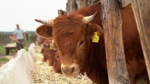 Images Lentes Alimentation Des Vaches Ferme — Video