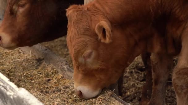 Imagens Lentas Vacas Alimentando Fazenda — Vídeo de Stock