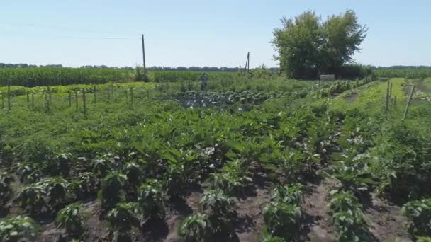 Vista Aérea Las Plantas Verdes Granja Verduras Durante Día — Vídeos de Stock