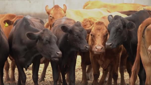 Images Lentes Vaches Limousines Brunes Noires Ferme — Video