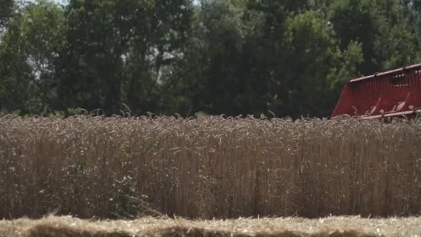 Γεωργικές Εργασίες Συλλέκτης Συγκομιδής Συγκεντρώνει Την Καλλιέργεια Σίτου — Αρχείο Βίντεο