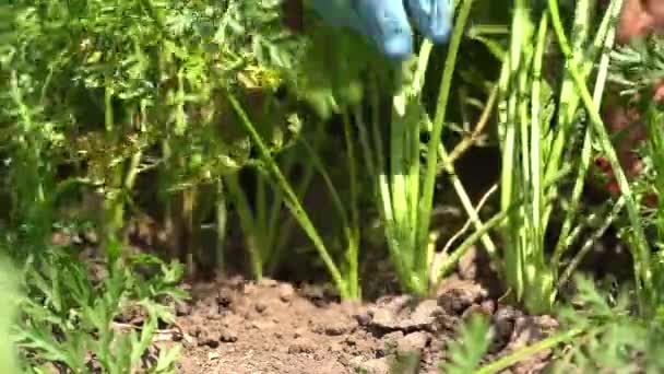 Nahaufnahme Von Menschenhänden Bei Der Ernte Auf Dem Gemüsehof — Stockvideo