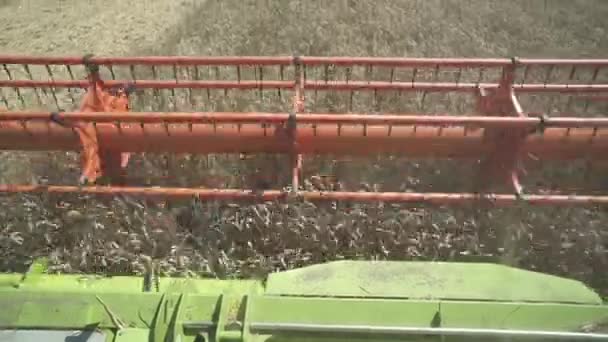 Tarım Işi Hasat Makinesi Buğday Mahsulünü Topluyor — Stok video