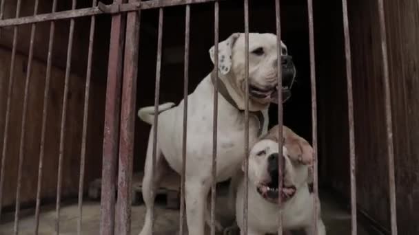 Bezdomne Psy Schronisku Płotem Psy Oczekujące Adopcję Nowym Domu — Wideo stockowe