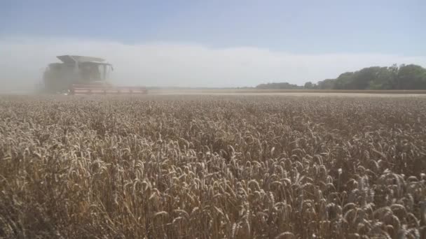 Сільськогосподарська Робота Комбайн Збирає Урожай Пшениці — стокове відео